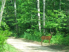 campgrounds on the manistee river